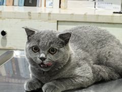 -辛巴宠物医疗中心·骨科·内分泌专科·心肾专科(亭林公园店)