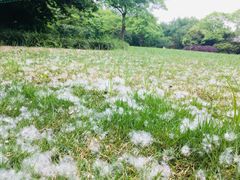 -西湖外事游船(花港观鱼码头)