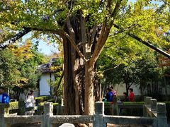 -上海佘山国家森林公园天马山园