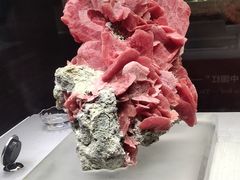 -湖南省地质博物馆