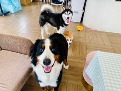 -汪说喵讲宠物乐园宠物酒店(红星美凯龙店)