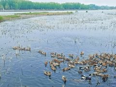 -野鸭湖国家湿地公园