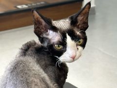 -琪喵猫屋·撸猫猫咖·猫舍