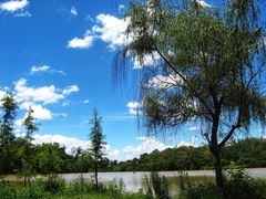 -南宁良凤江国家森林公园