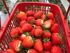 -建德果蔬乐园绪塘草莓基地