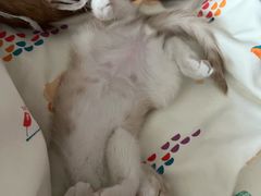 -FAELING PETS美天灵宠物(富力广场店)