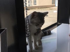 -喵匠猫主题咖啡(凯德和平广场店)
