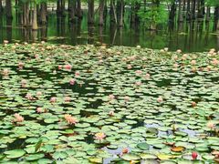 -白鹭湾湿地公园