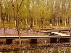 -东郊湿地公园