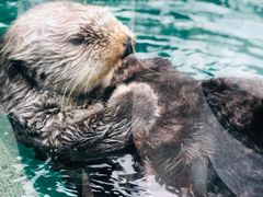 -西雅图水族馆