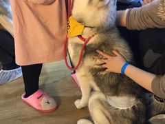 -Husky Go! 哈士奇体验馆·宠物咖啡厅狗咖