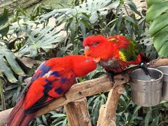 -南宫五洲植物乐园