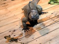 -石家庄市动物园