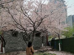 -西北湖绿化广场