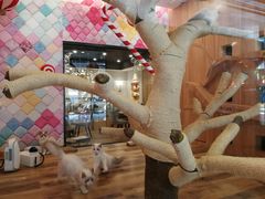 -袖虎·猫馆(体育西路店)