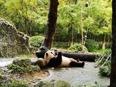 -都江堰中华大熊猫苑