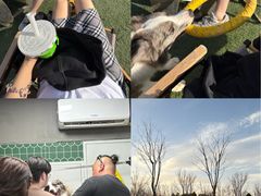 -爪吧宠物乐园 (温榆河示范区店)