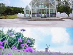 -大塘金香草谷