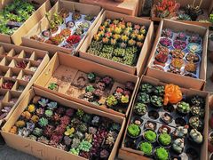-中环花鸟鱼虫市场