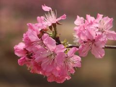 -天适樱花悠乐园