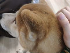 -柴迷FANS CLUB·柴犬狗咖·猫咖