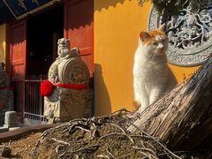 -龙华素斋(龙华路店)