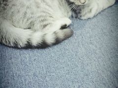 android_upload_pic-喵的天空名猫咖啡馆·撸猫·猫舍·用品
