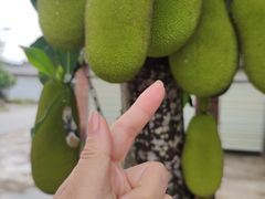 -西双版纳傣族园