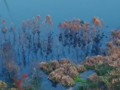 -黄埔油麻山森林公园