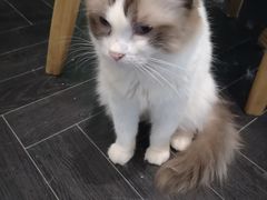 -猫色咖啡·猫咖