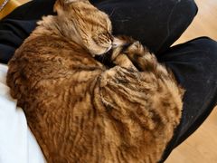 -有喵·猫咖·狗咖·30几只猫10只小狗(岗厦店)