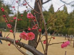 -瀛洲公园