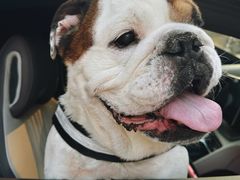 -爱妮康宠物医院·干细胞免疫细胞·肿瘤·心脏(张江店)