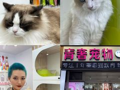 -青奢宠物·青奢猫舍
