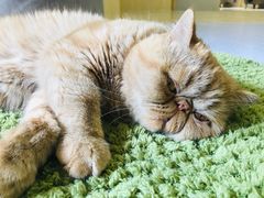-猫和宫(六道口店)
