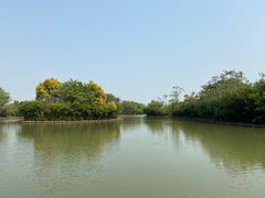 -大湾区中央湿地公园