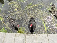 -墨尔本皇家植物园