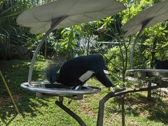 -新加坡飞禽公园