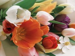 -花生FM_FLOWERS