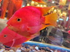 -朱光玉火锅馆(正弘城店)
