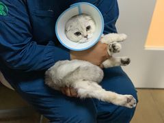-美联众合宠物医院·爱萌分院·内外科·猫科中心