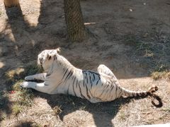 -西霞口神雕山野生动物世界