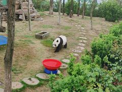 -西霞口神雕山野生动物世界