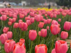 -无锡梅园公园