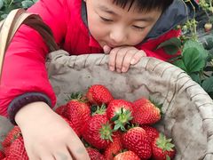 -小鱼草莓采摘园农家乐·小鱼餐厅