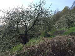 -哲学家之路徒步游(Philosophenweg)