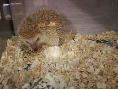 -藦茜花园宠物主题亲子互动体验馆(国顺东路店)
