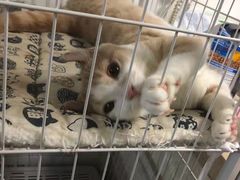 -瑞鹏宠物医院·内科·中兽医·骨科(苗圃店)