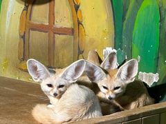 -萌宠奇缘(荣鼎店)