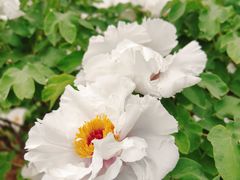 -洛阳市隋唐城遗址植物园